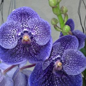 2010 valentine present from my boyfriend... Vanda Robert's Delight 'tor blue'