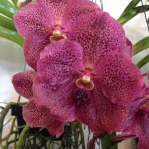 Vanda Chulita