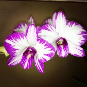 Dendrobium 'purple splash'