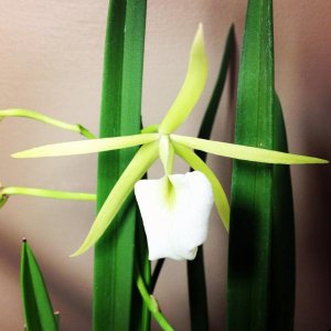 Brassavola 'Tokyo stars' (smells like jasmine flowers and has a stronger fragrance at night)