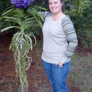 2010 valentine present from my boyfriend... Vanda Robert's Delight 'tor blue'