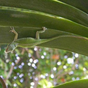 My anole friend guarding my orchids