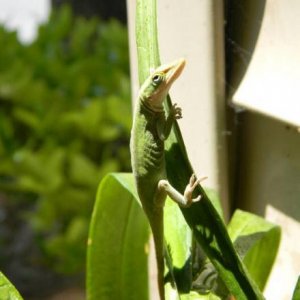 My anole friend guarding my orchids