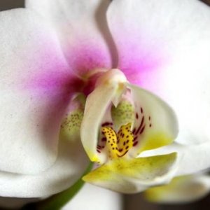 2023 Valentine orchid from my boyfriend :) phalaenopsis