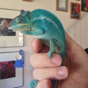 7 month old male Nosy Be Panther Chameleon