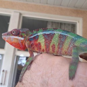 5 month old Male Ambilobe Panther Chameleon
