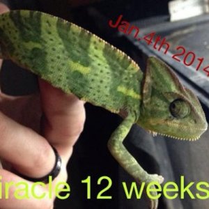 She's even bigger than this now! :-) can't wait to see how her and Aloke's babies will turn out