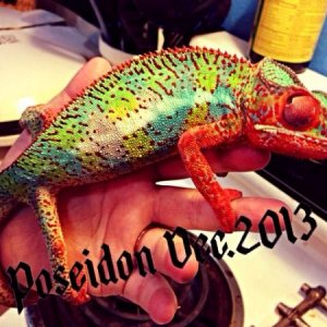 Poseidon is a daddy! Message me to reserve a baby! :-) and yes he is pure ambilobe blue barred