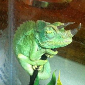 pascal 2