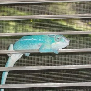 In the blinds...