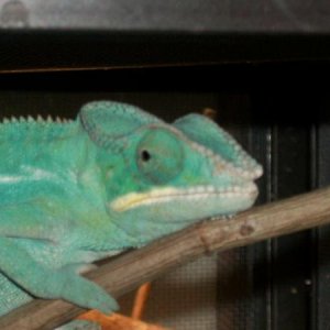 Just sitting on his branch looking cute!