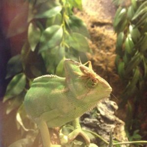 karma with a cricket on her
