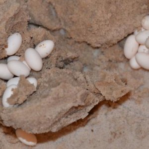 Pearl first eggs