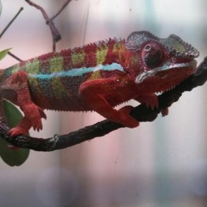 My healthy baby Froto<3