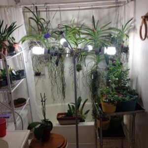 How I grow my orchids in the winter. 36 orchids total (not all are in this picture). 19 of them are in the vanda alliance. Also have succulents in the