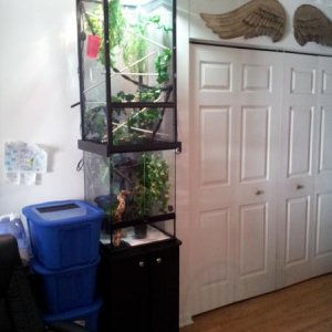WHAT!!!! His home now looks pretty clean for a frankenstein with a exto-terra 18x18x24 bottom, and a reptibreeze 18x18x36 top becoming a total 18x18x.