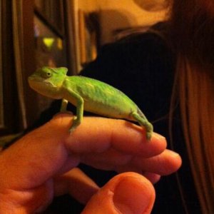 Our new baby veiled chameleon, Ophelia Orion Minerva Myrtle Cardin LeSieur (we couldn't decide on one name, but we call her Ophelia, for short.)