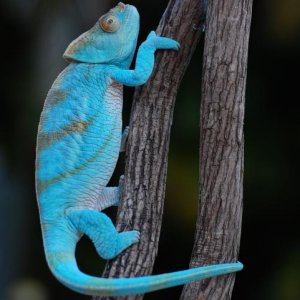 Cooper 10 months old and 122 grams   #407