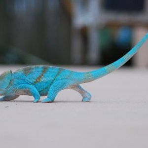 Cooper 10 months old and 122 grams   #685