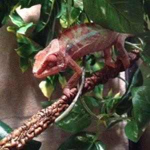 11/5 - I still can't believe this is the same chameleon... He was rough!