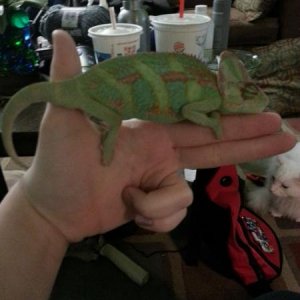 Chameleon Shooter