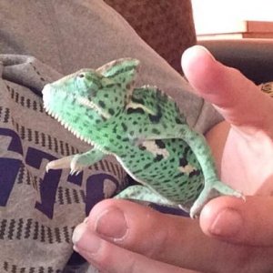 Changing colors as she walks off my hand onto the blankets and then I picked her back up to get pic of her color