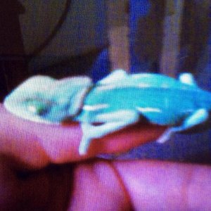 Baby taco