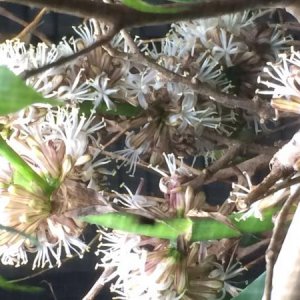 Corn plant bloom cluster  they open in the evening and close in the morning