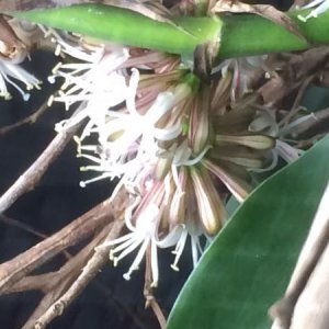 Corn plant bloom