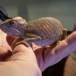 Veraussus ?
