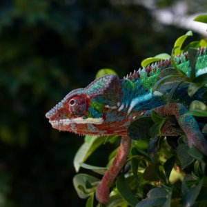 Into the Wild - Sid in the Florida sunshine at 6 months old