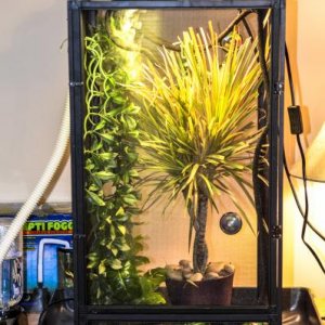 This is Eli's setup. The plant to the right is a Dracaena Marginata and the two plants on the left are fake. The silver lamp is a heat lamp and the bl