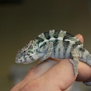 Ares
