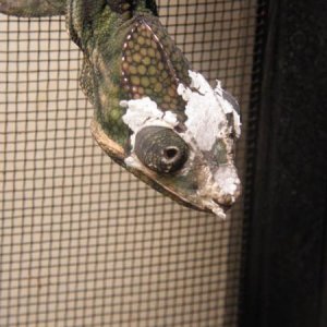 His first shed with me