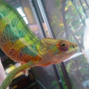 my memphis noki boy 3-10-14