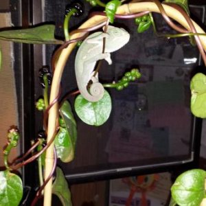 Love my plant