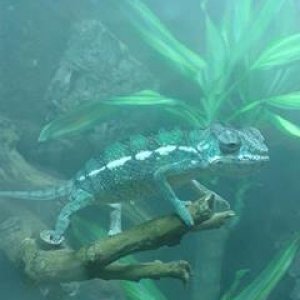 Exploring his living vivarium