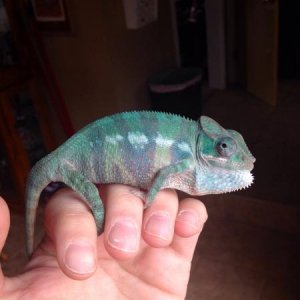 Day 26 with us. Showing off his beautiful colors even though we have snow outside still!