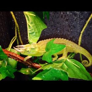Showing his beautiful green!