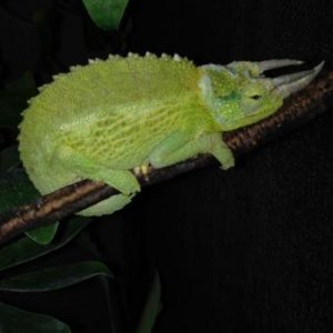 Giving me the stank eye because I snapped a picture of him at bed time. He was shedding as well so he was extra cranky!