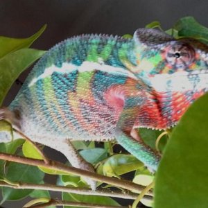 Saw a female for the first time