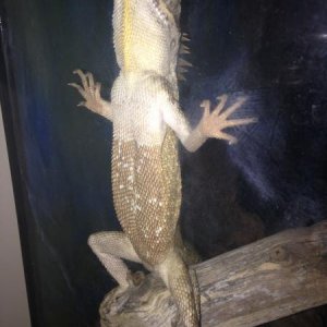 after running around the cage like crazy he slammed into the glass like this then fell asleep, he stayed like this all night.