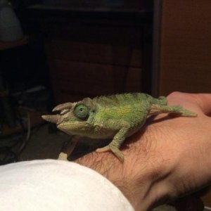 Spyro: male jacksonii chameleon