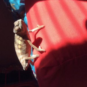 Flo: female ambilobe panther chameleon