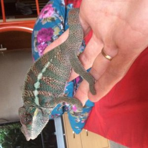 Kalcifer: male Ambanja panther chameleon