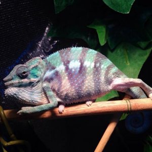 The many sides of mookie joe. This is what he looked like when the camera got to close for comfort. The first time I seen purple. I was super stoked!