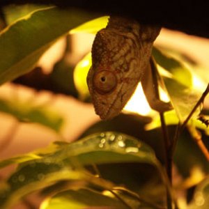 On her way down to check out the crickets.