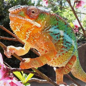 Sired by 14k from chameleons 101 this is Jasper the blue barred ambilobe getting some cali sun