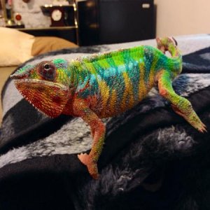 Curious and Colorful :)
