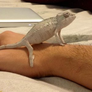Day 1 - I called him Yoshi, and he sat like a little dog :)